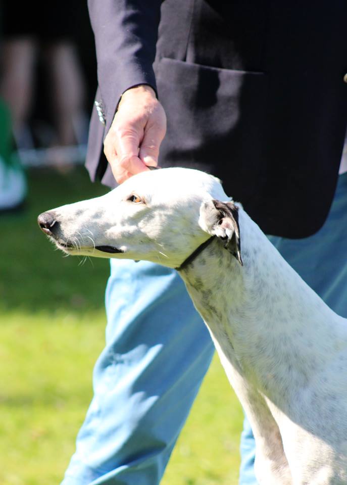 Greyhound World Congress championship show – Norsk Greyhound Klubb